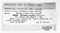 Exidia recisa image